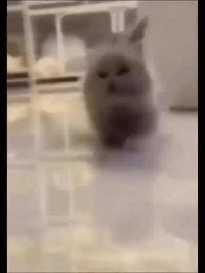 esuvgrhuvrfnhuvfrnhu mew