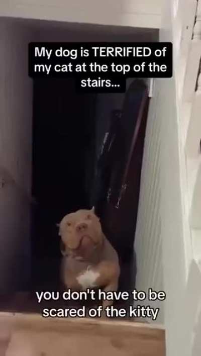 The True Alpha Pet……….