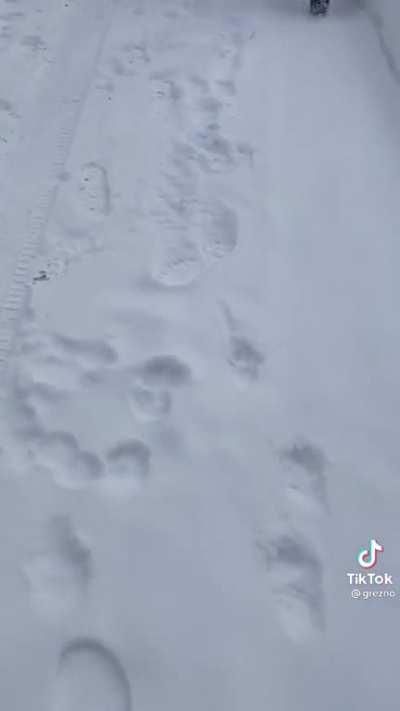 Releasing your overly friendly dog on an unsuspecting FedEx driver