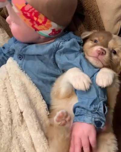 You are my hooman, only mine