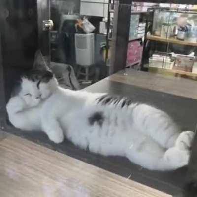 This kitty's classical pose