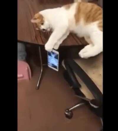 Køt haz a mini heart attacc.