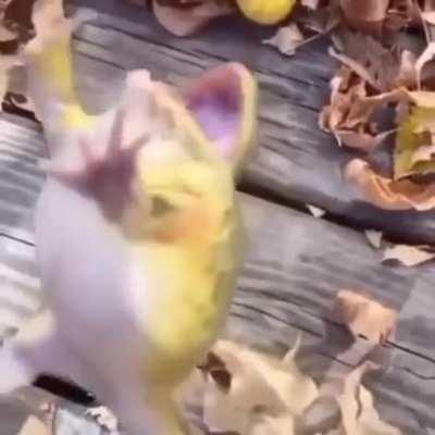 CRAZY FROG🥶🥶🥶🥶