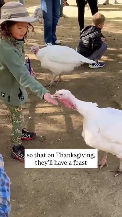 How this turkey farm prepares its turkeys for Thanksgiving