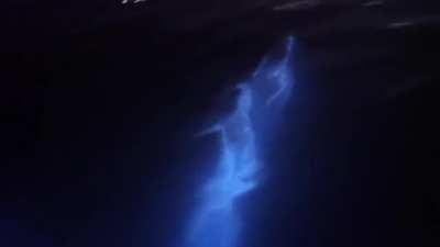 🔥 Dolphins swimming through bioluminescent algae