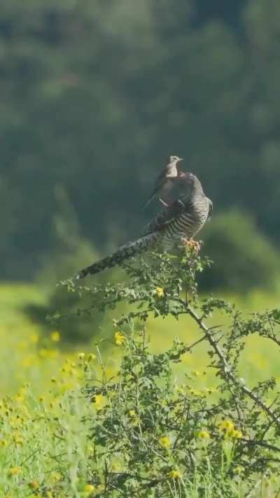 🔥 Weeks after fledging, cuckoo chick still bullies tiny Meadow Pipit for food