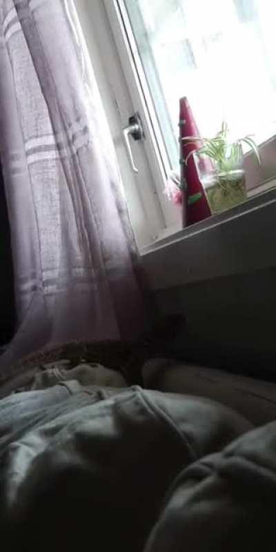 This is hands down the dumbest creature I have ever owned. I love him though <3