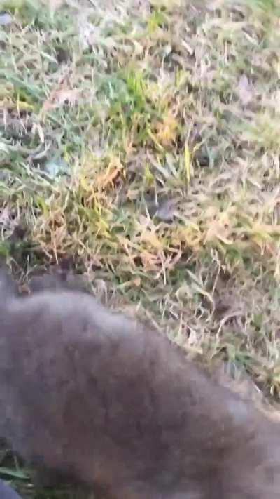 Baby Fox Runs Up To The Camerman