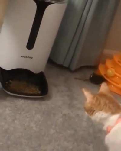 A cat who doesn't understand the concept of 'automayic dispenser'