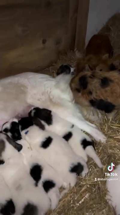 4 week old LGD pups and piglets meeting each other for the first time!