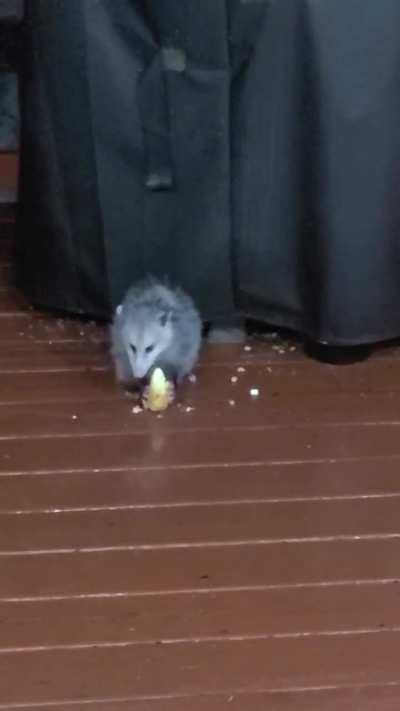 After 10° nights and 30° days, a snow storm, an ice storm and the latest bomb cyclone, Jr. came out for dinner and a Twinky.