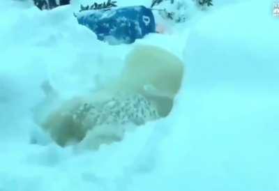 The Portland Zoo got pounded by snow, closing it to the public. So the zoo residents came out to play and pounded the snow all day!