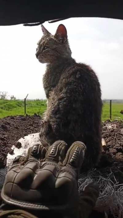 UA POV: Ukraine Cat In the Trenches!