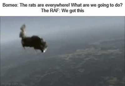 Don't worry, everyone. Cats always land on their feet