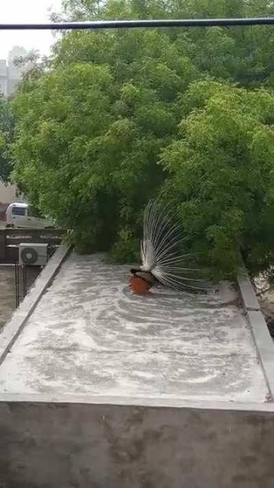 My morning show 🦚