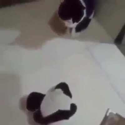 Tadinho do urso widepeeposad