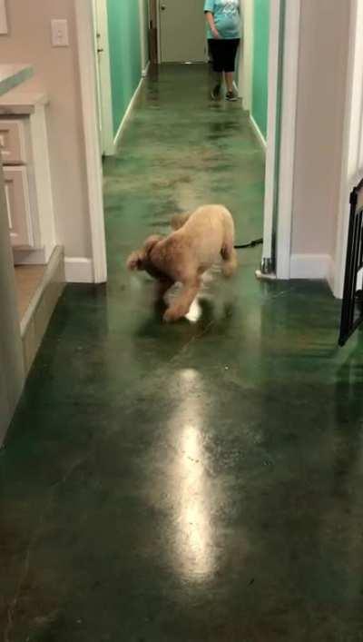 Good Girl Being Picked Up After Doggy Daycare