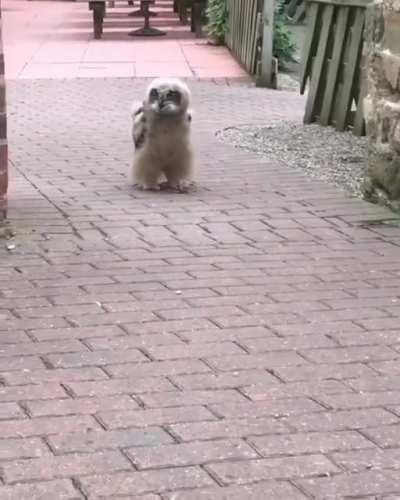 Owl legs are just the best.