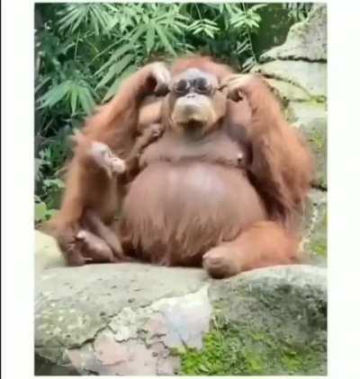Sunglasses accidentally dropped into a zoo orangutan enclosure