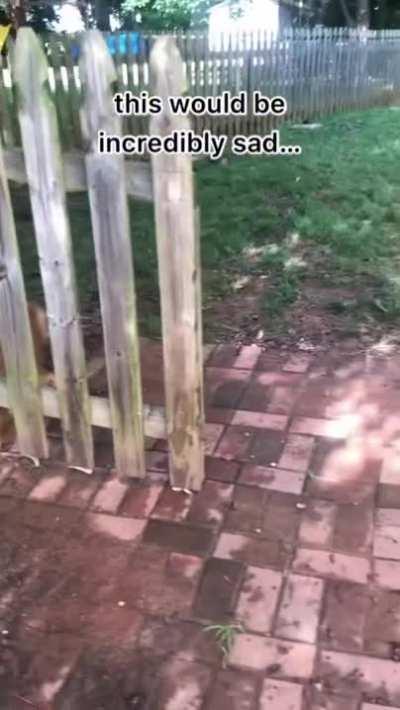 A truly tragic story