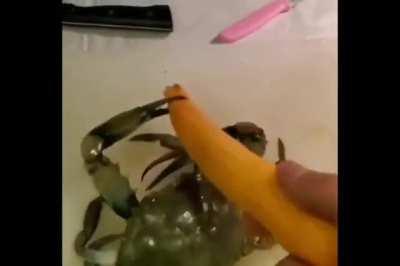 the crab piece
