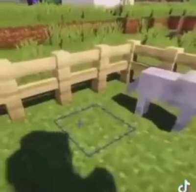 Wolf follows the ways of Allah