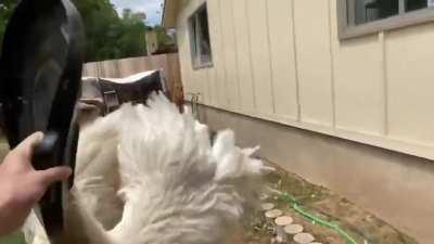 I made this and then remembered that Rhea don't come from Australia