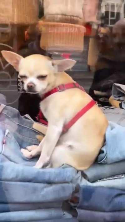 Cassady in the city of love