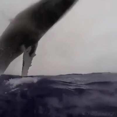 🔥 She’s a breacher! (Whale)