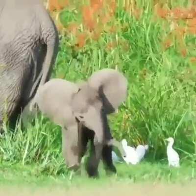 Beautiful Baby Elephant! 💗🐘❤️