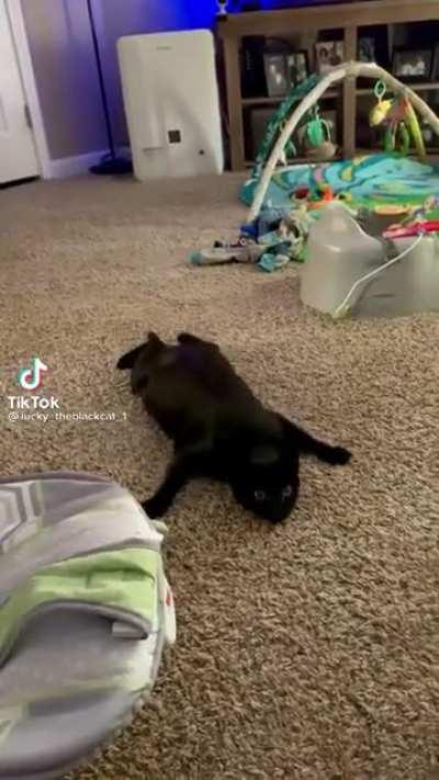 Кошачий спецназ