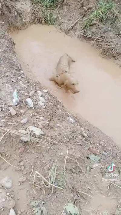 The elusive, North American mud seal