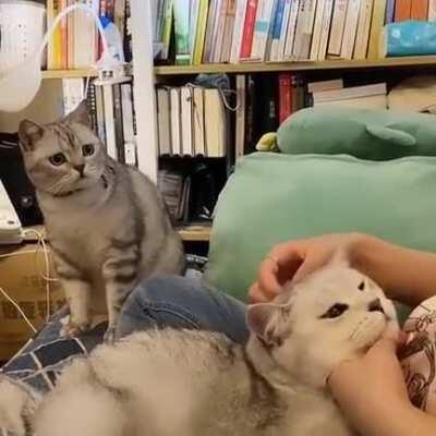 Cat watches as the mantle of the favorite child passes to another