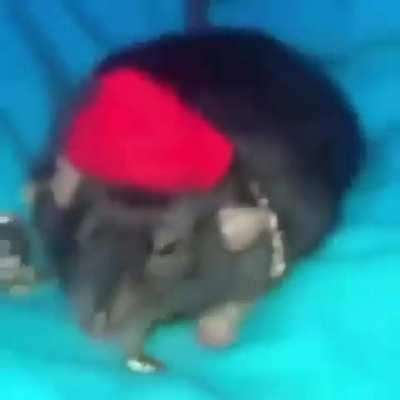 blursed_BiggieCheese