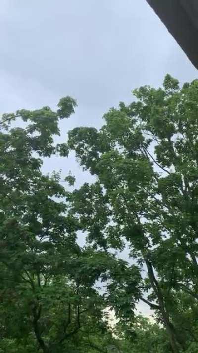 Lärmbelästigung durch Halsbandsittiche