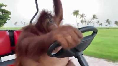 Young Master on his way to insult the Mc.