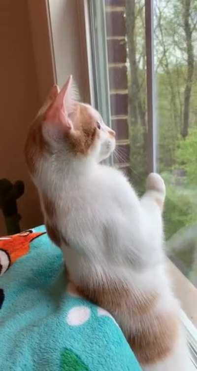 Please enjoy my cat, Finn, being taunted by cardinals