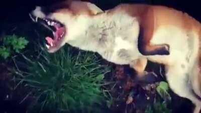 This fox need pets stat