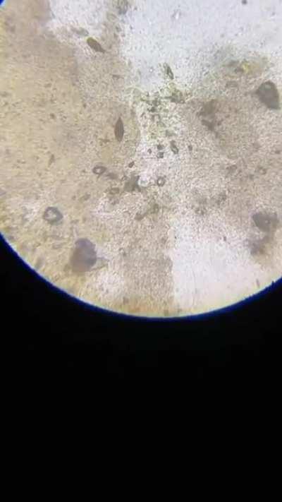 Dog saliva under a microscope