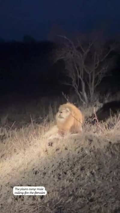 Plains Camp king 🦁👑