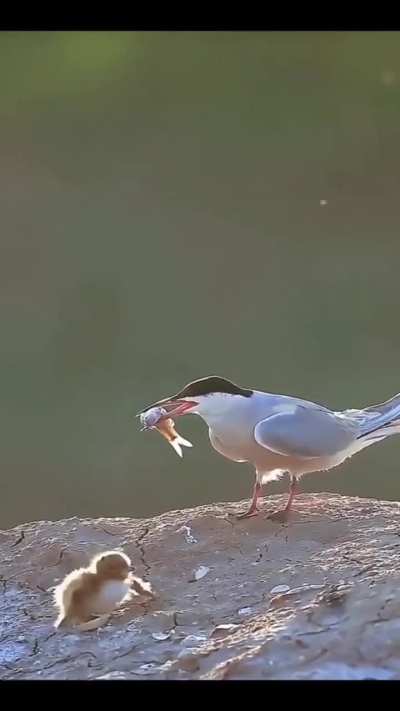 More Than It Can Handle