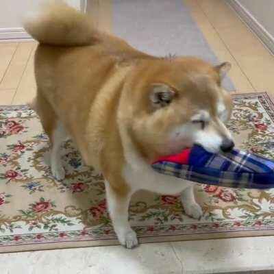 Es mi primera publicación y no supe que poner así que puse a un perro gordito