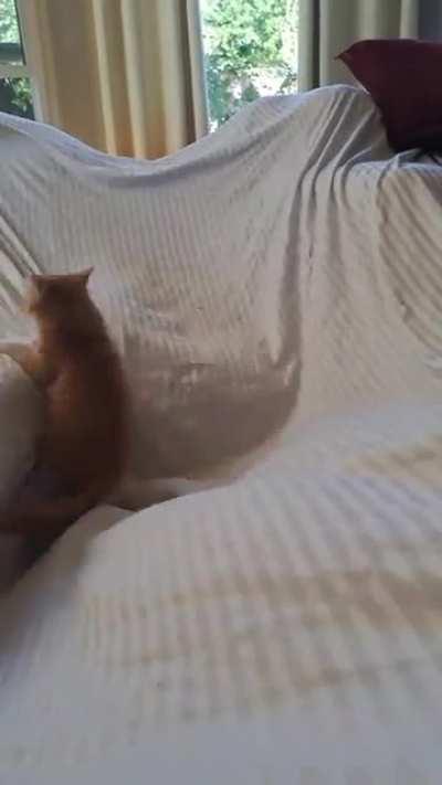Kitten pouncing around!