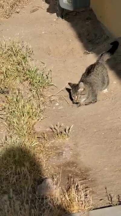 My special needs kitty found some!