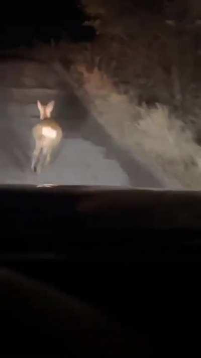 Kurva rudolf követ 😡