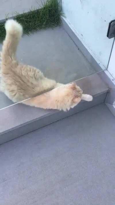 My liquid cat passing under the door
