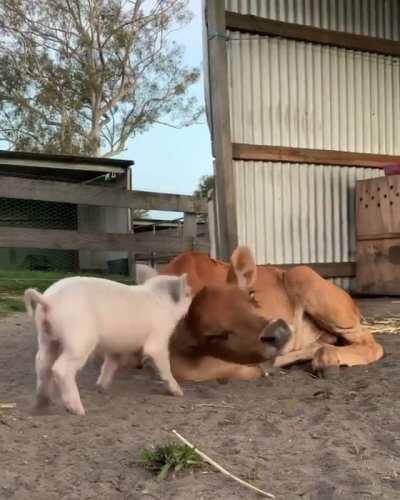 Pig and cow playing together at Happily Heifer After Sanctuary