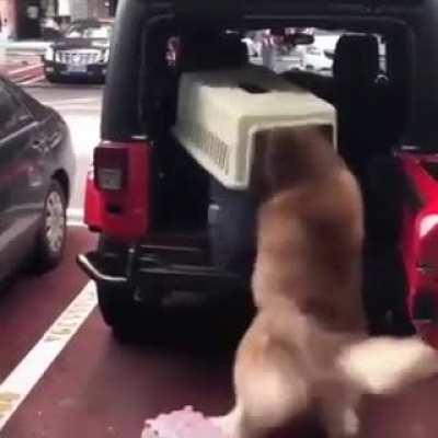 Husky fits-smoothly into his car crate