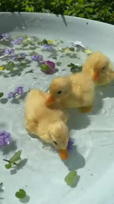 Ducks playing in bath