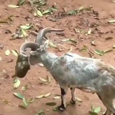 Monke looking fresh with his new bike